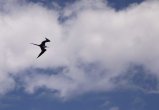 thumbnails/003-Fregattvogel.JPG.small.jpeg